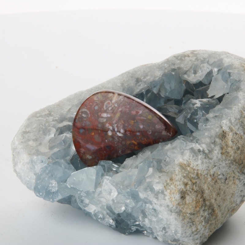 Red Palm Root Cabochon