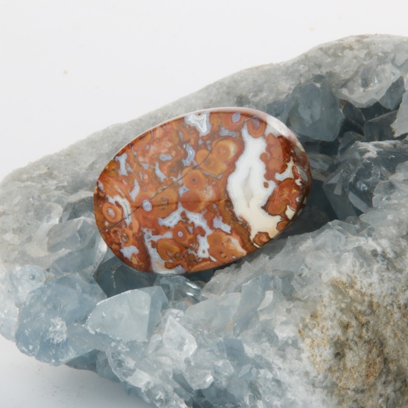 Red Palm Root Cabochon