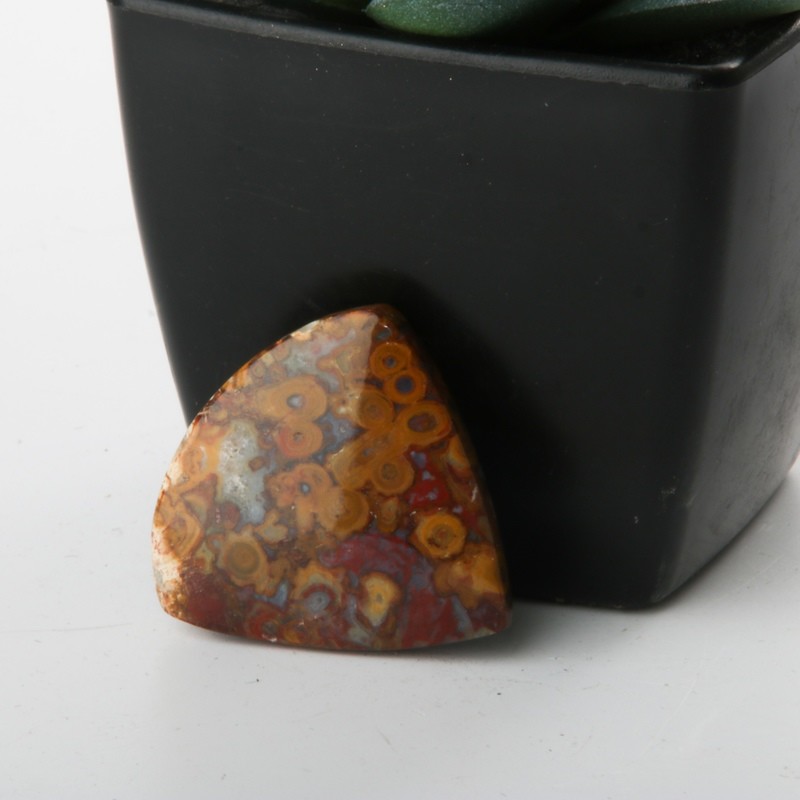 Red Palm Root Cabochon