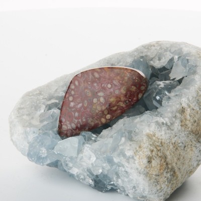 Red Palm Root Cabochon