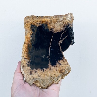 Black Palm Root Slab - 245 grams Black Palm Root Slab - 245 grams