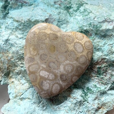 Fossilized Coral Cabochon