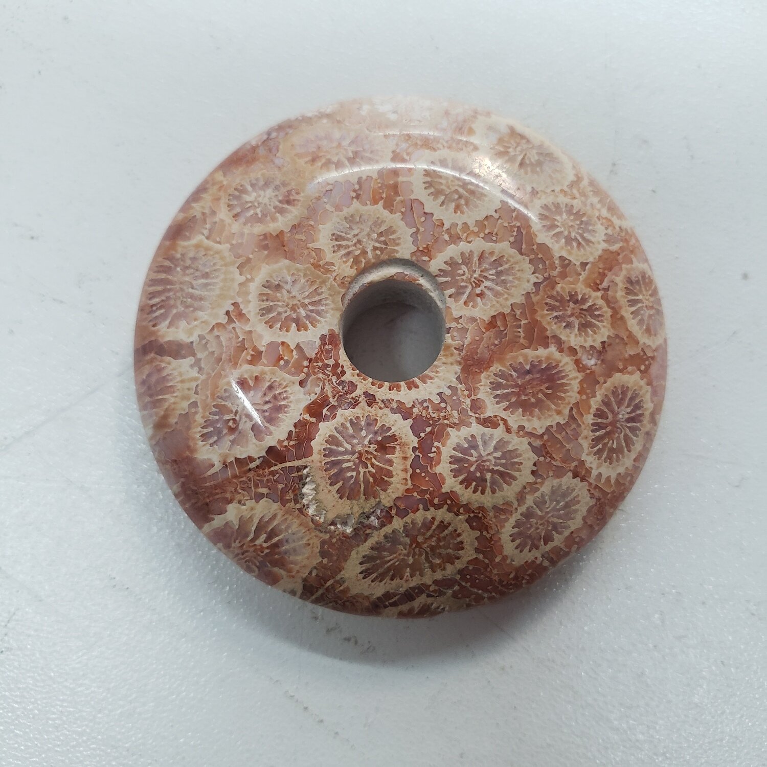Indonesian Fossil Corral