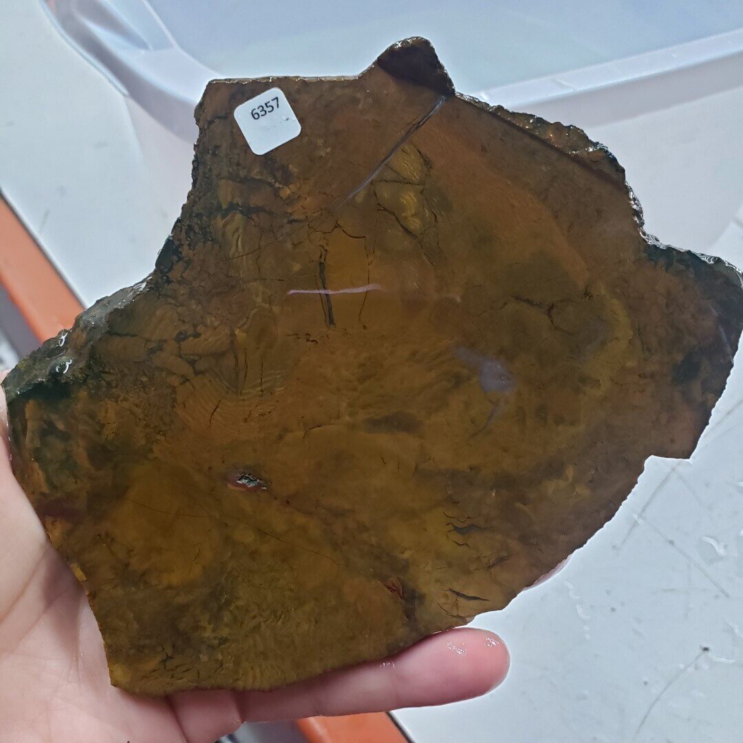 Petrified Wood Slab