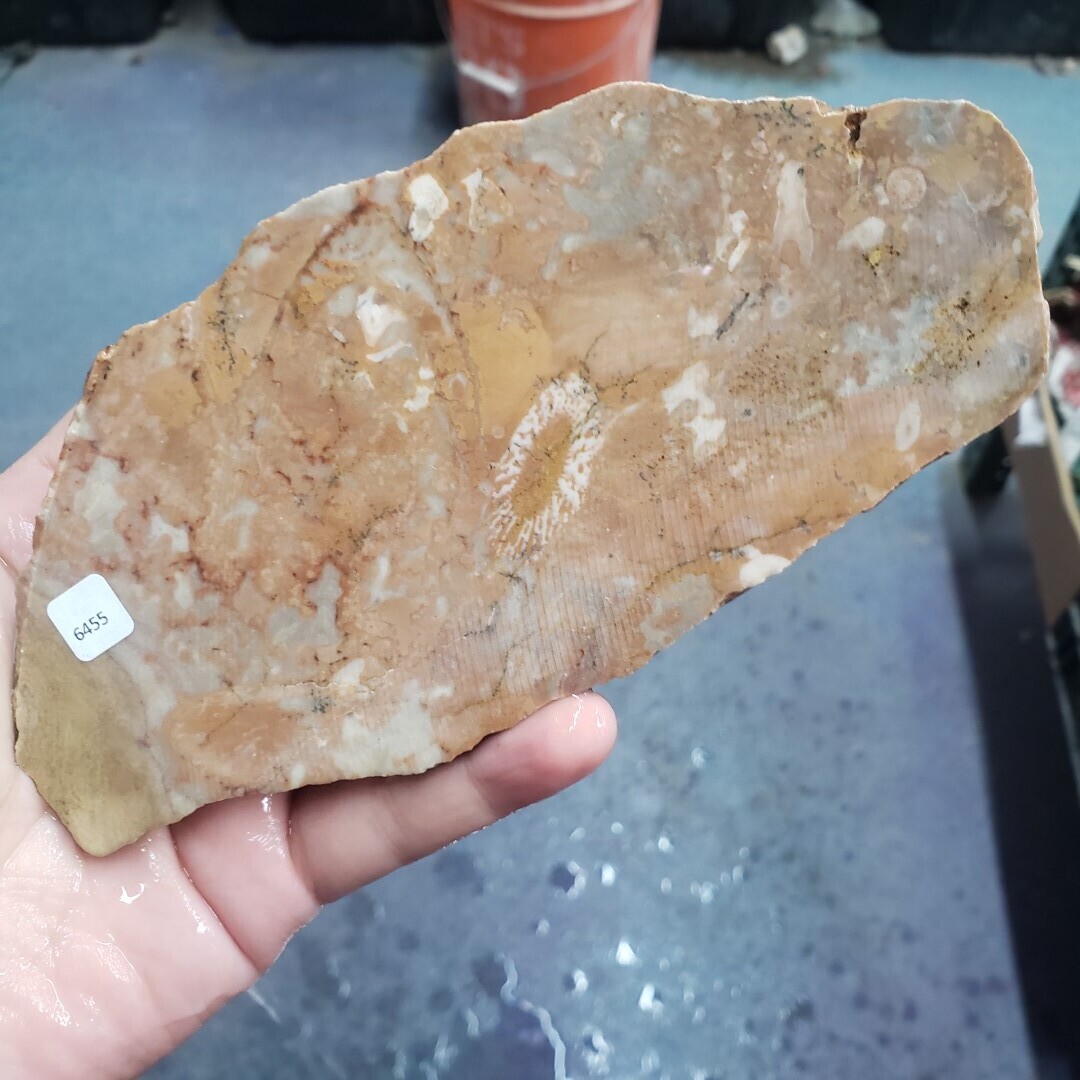 Mystery Fossil Slab