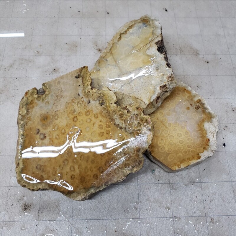 Indonesian Fossil Corral Rough