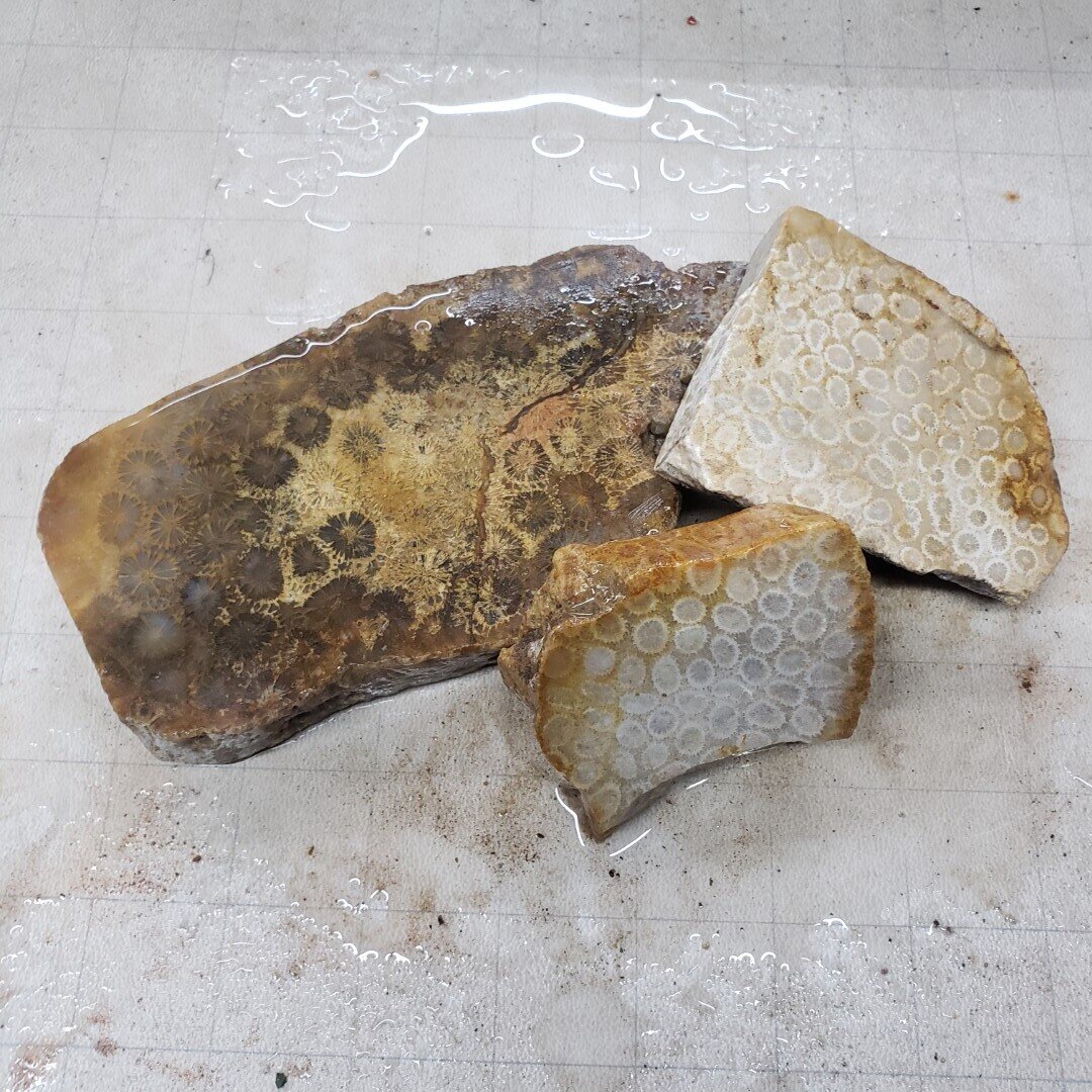 Indonesian Fossil Coral Rough