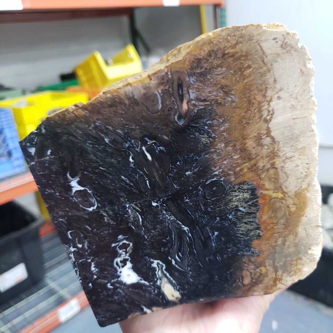 Indonesian Black Palm Root Rough
