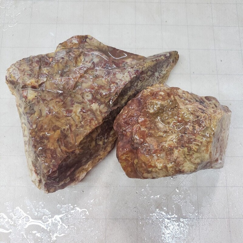 Indonesian Red Palm Root Rough