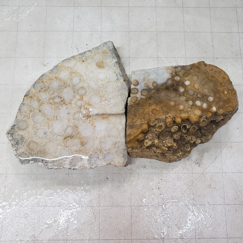 Indonesian Fossil Coral Rough