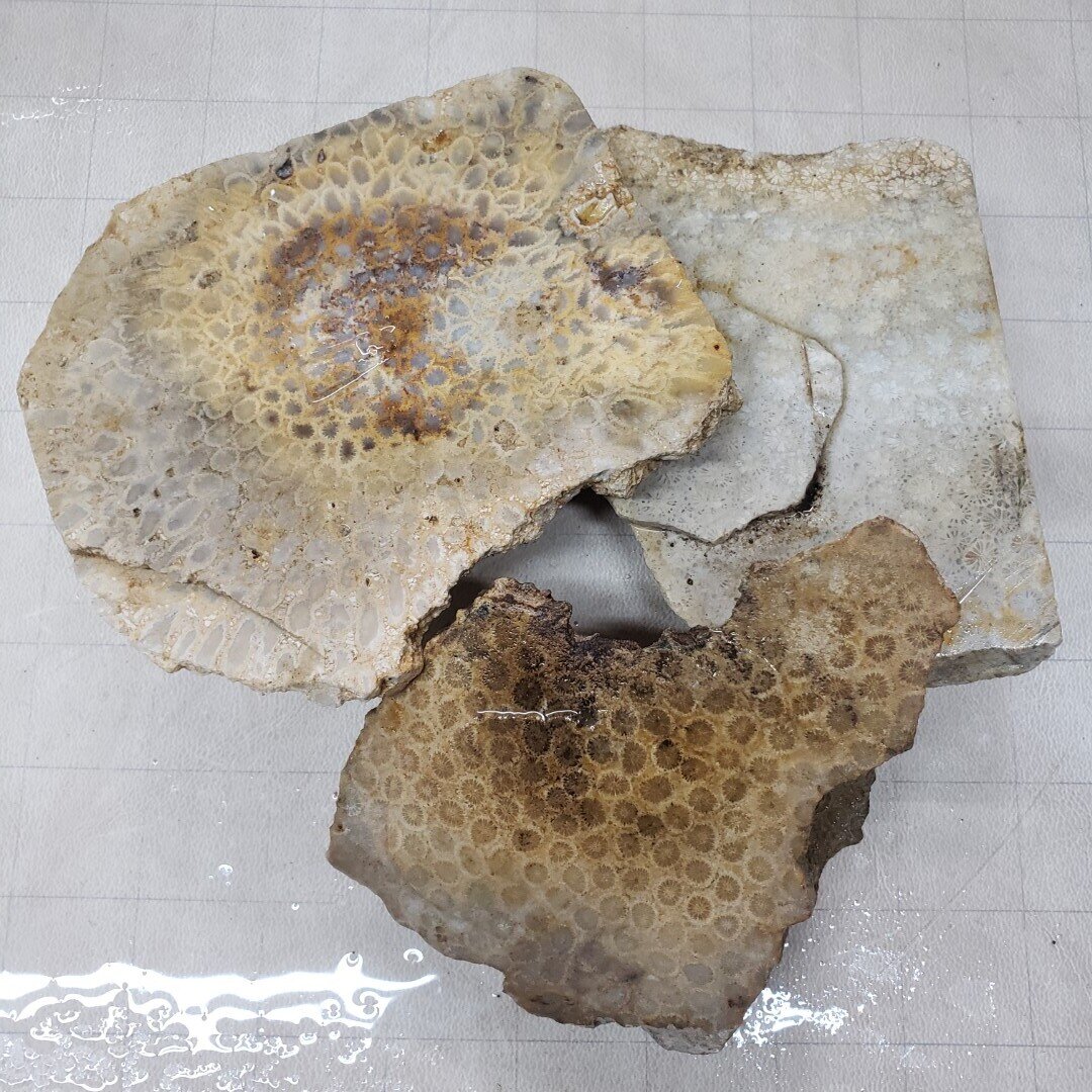 Indonesian Fossil Coral Rough