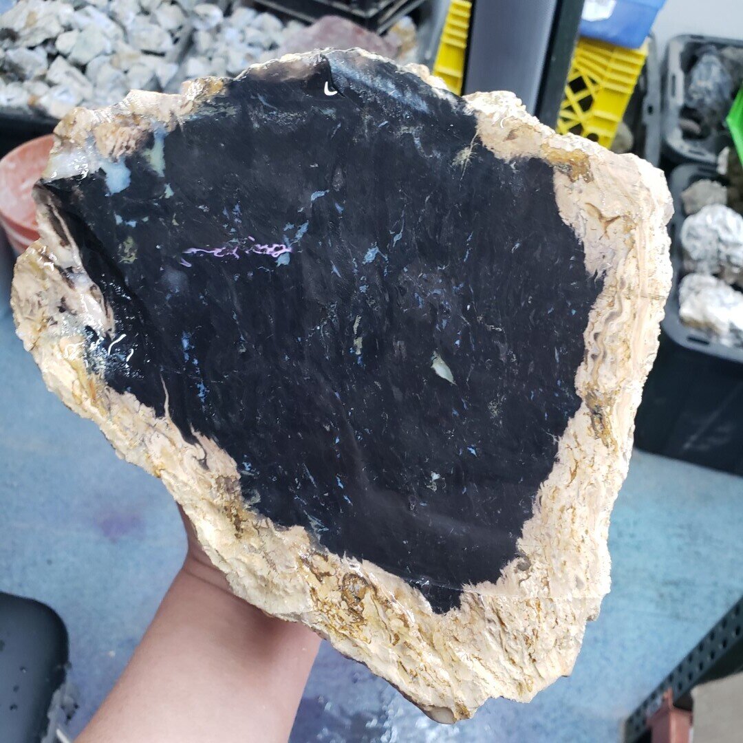 Indonesian Black Palm Root Rough