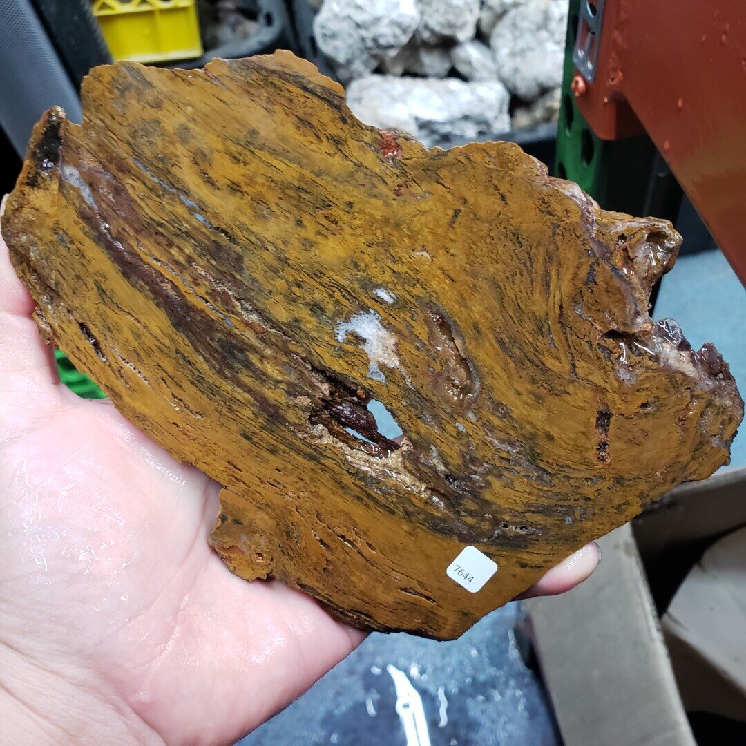 Petrified Wood Slab