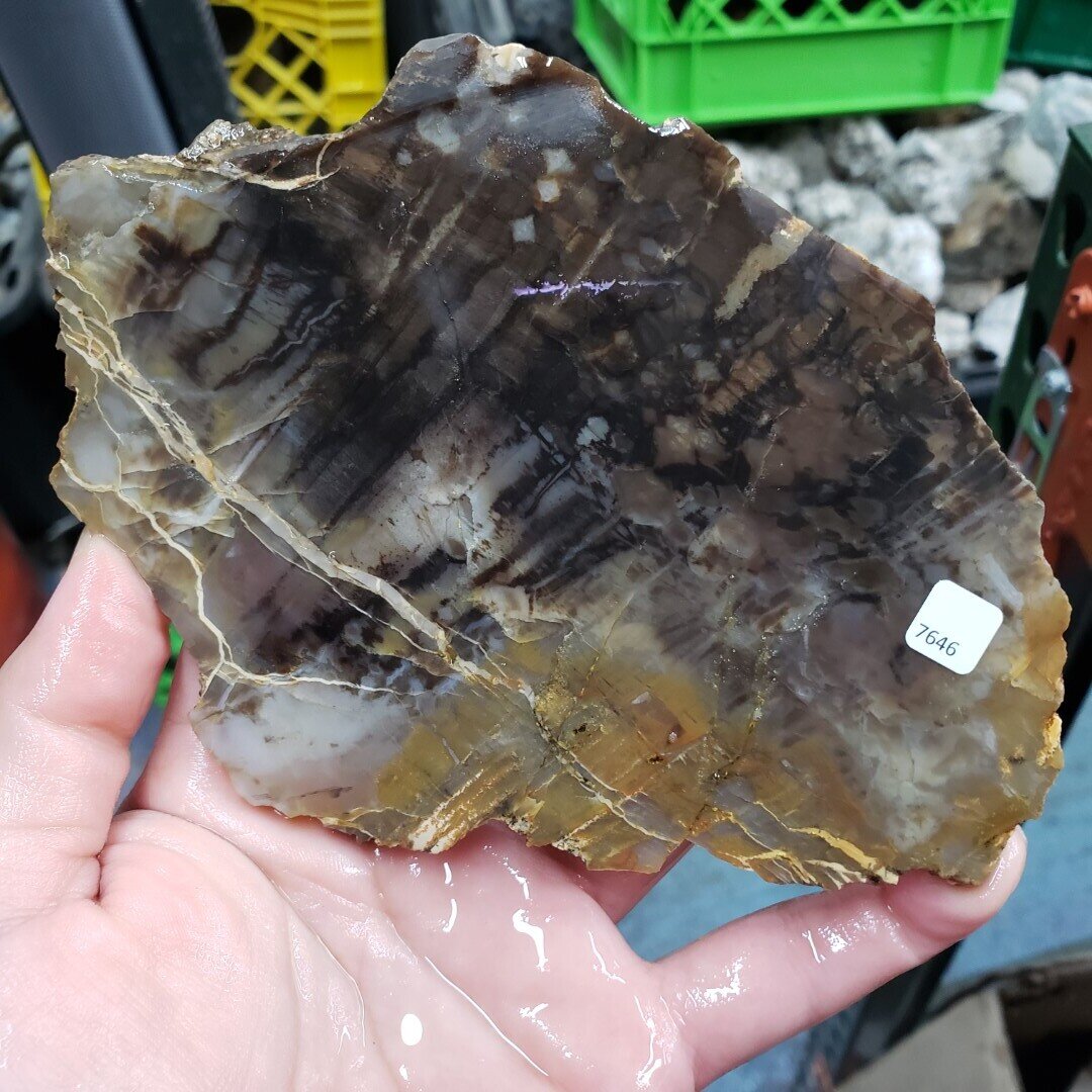 Petrified Wood Slab