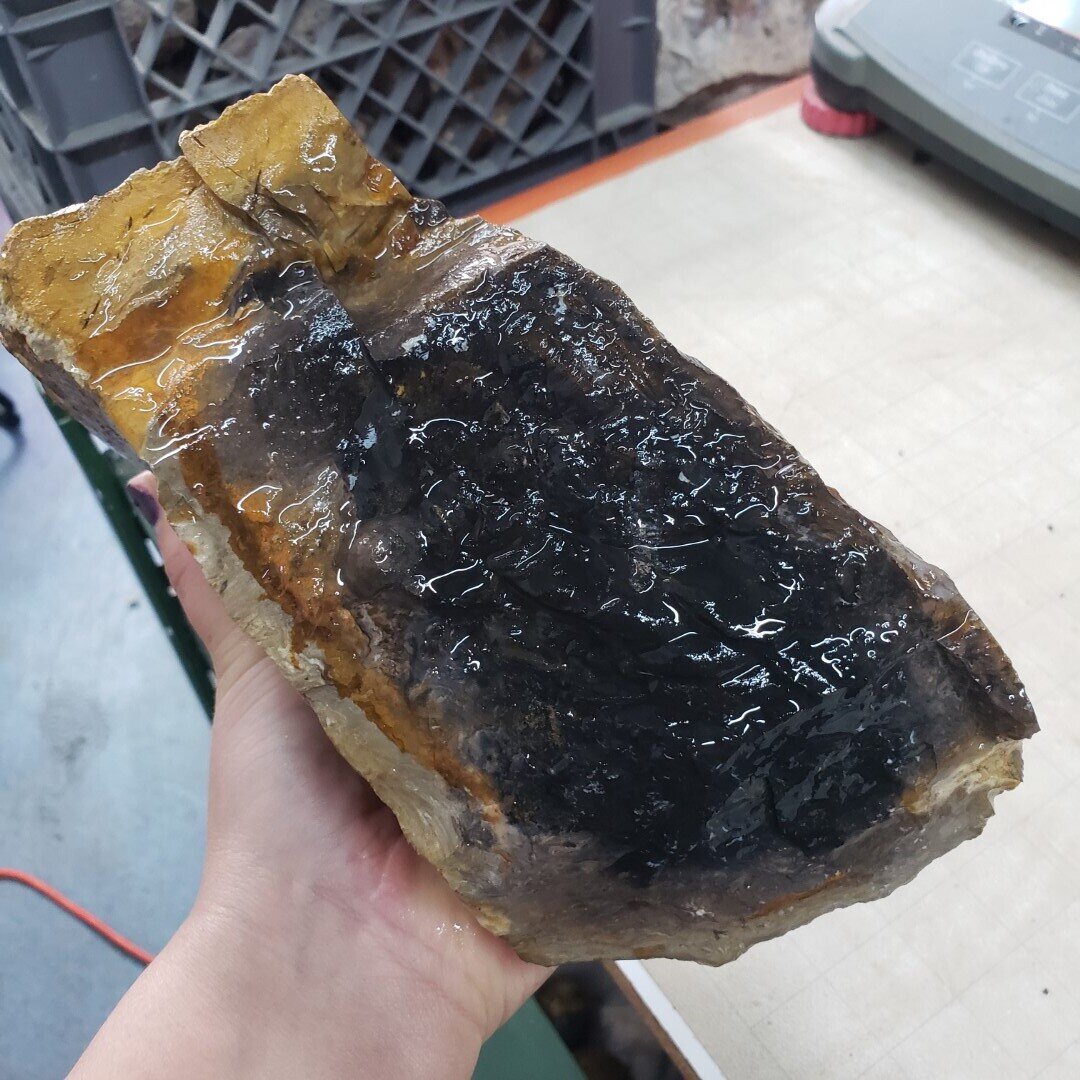 Indonesian Black Palm Root Rough