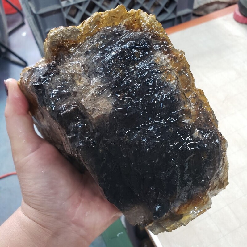 Indonesian Black Palm Root Rough