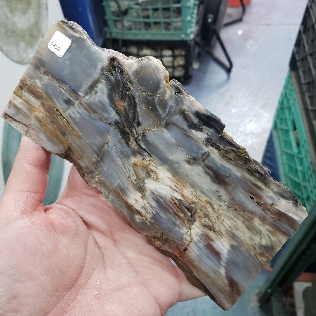 Petrified Wood Slab