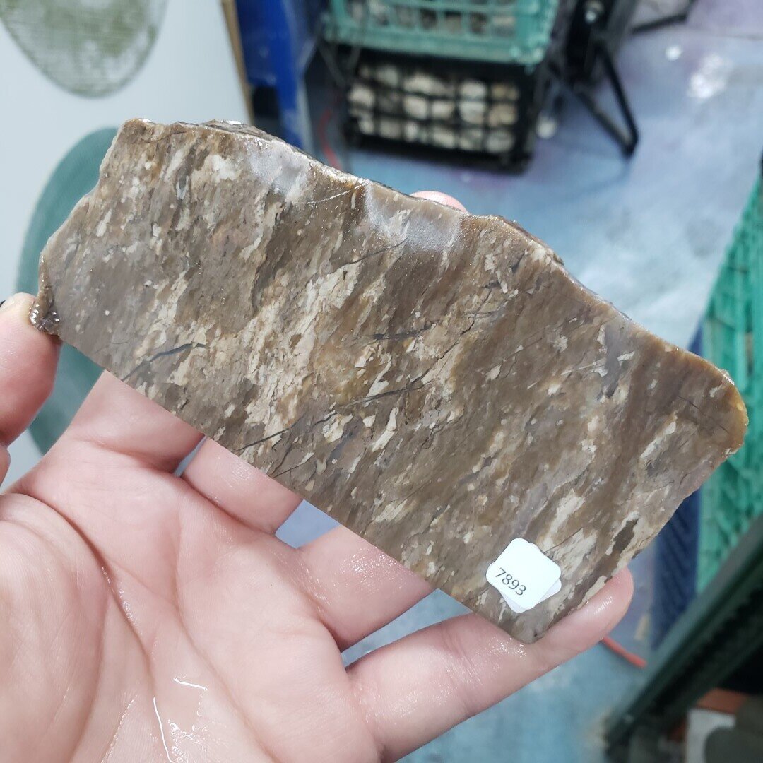 Petrified Wood Slab