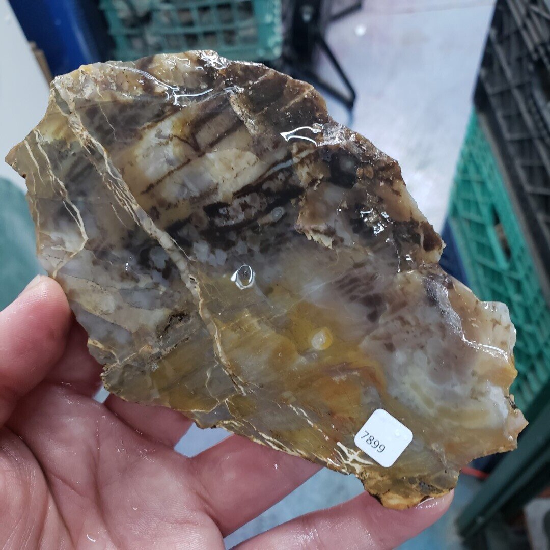 Petrified Wood Slab