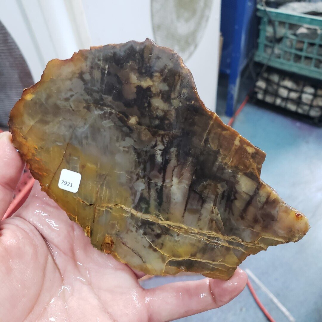 Petrified Wood Slab
