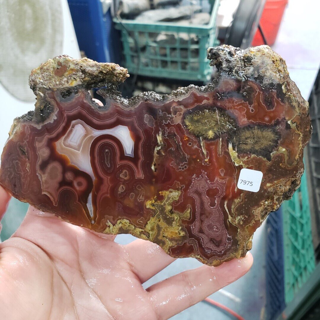 Laguna Agate Slab