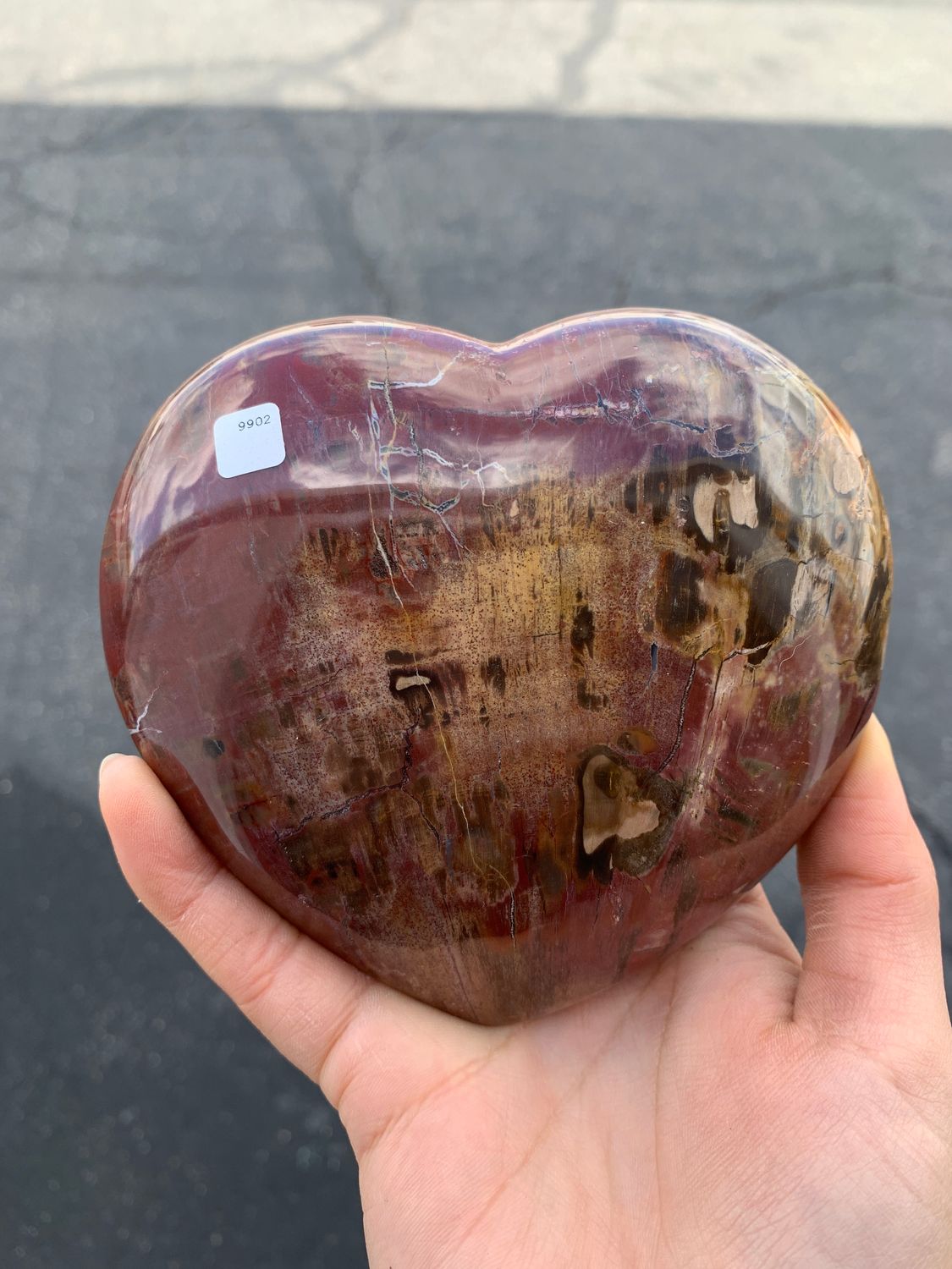 Polished Petrified Red Podocarpus Wood Hearts