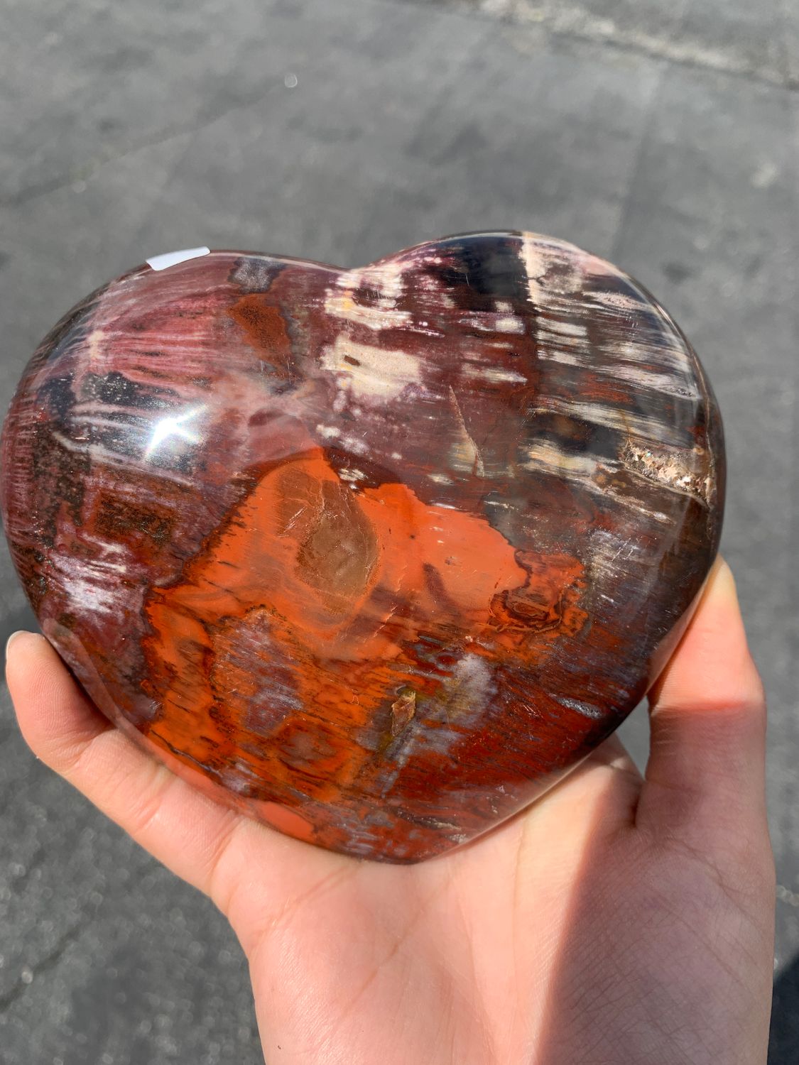 Polished Petrified Red Podocarpus Wood Hearts