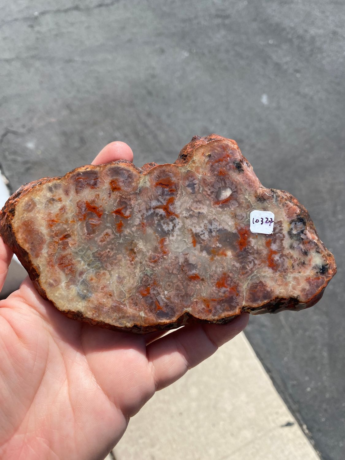 Coprolite Slab