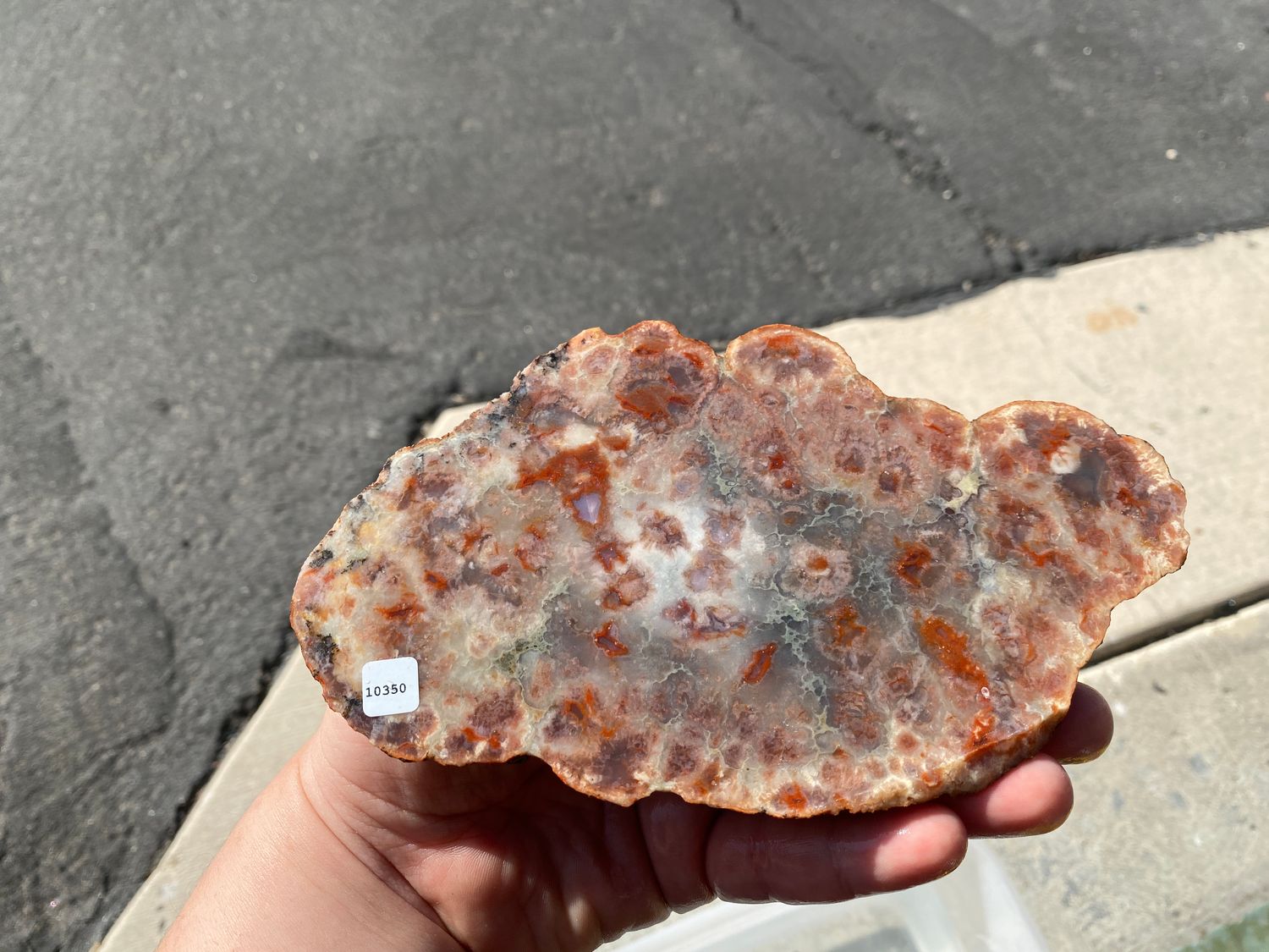 Coprolite Slab