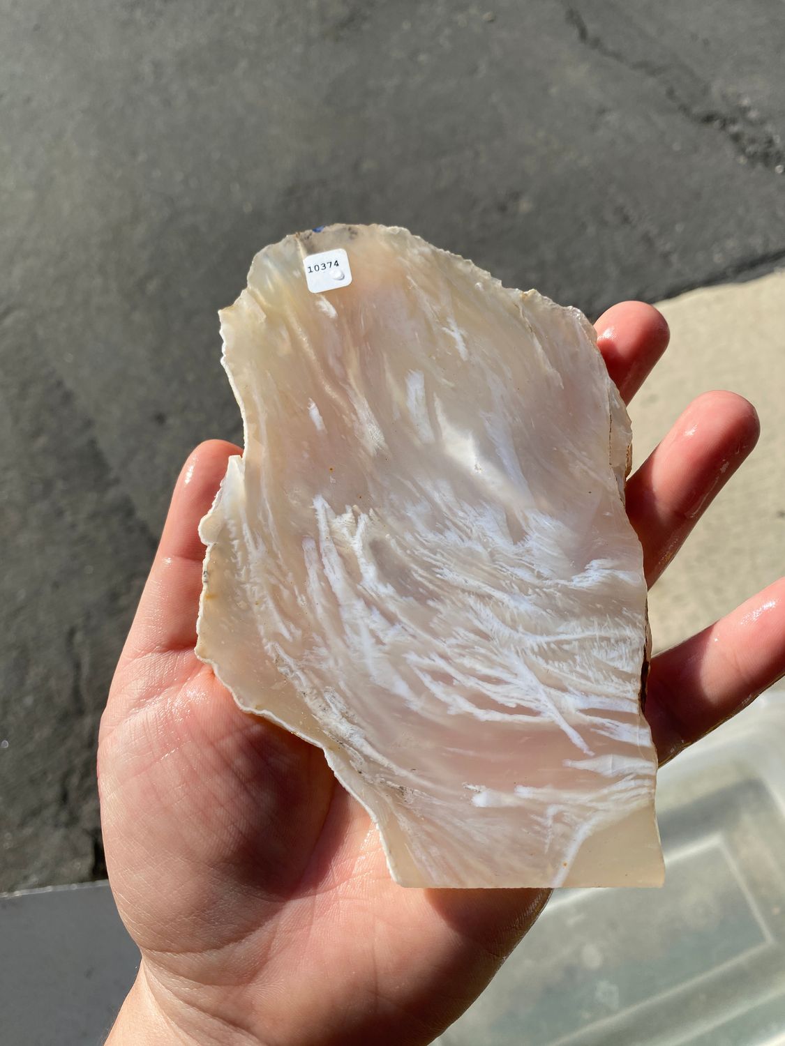 Angel Wing Agate Slab