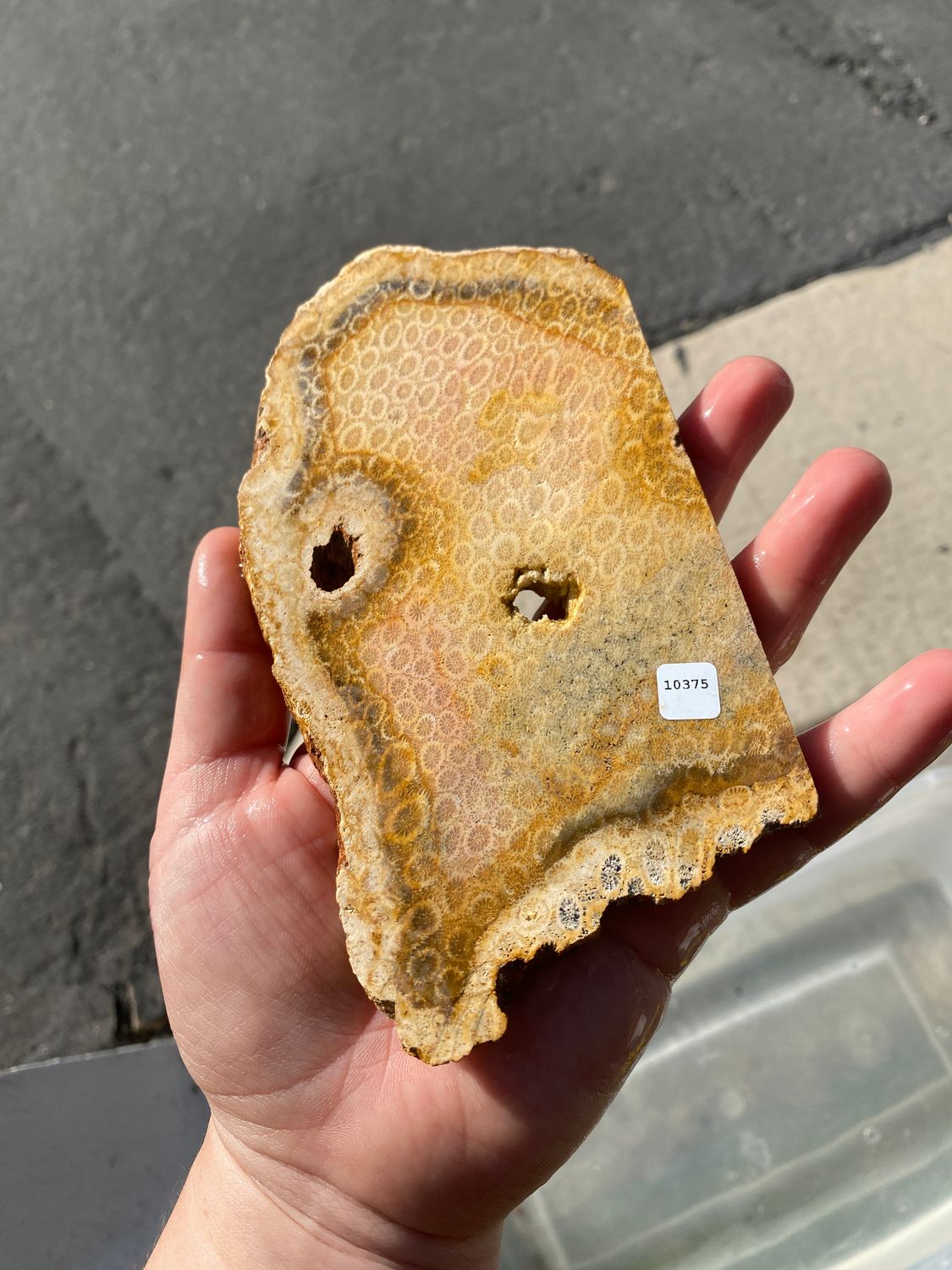 Indonesian Petrified Coral Slab