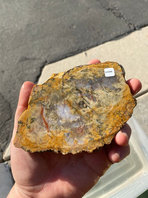 Coprolite Slab