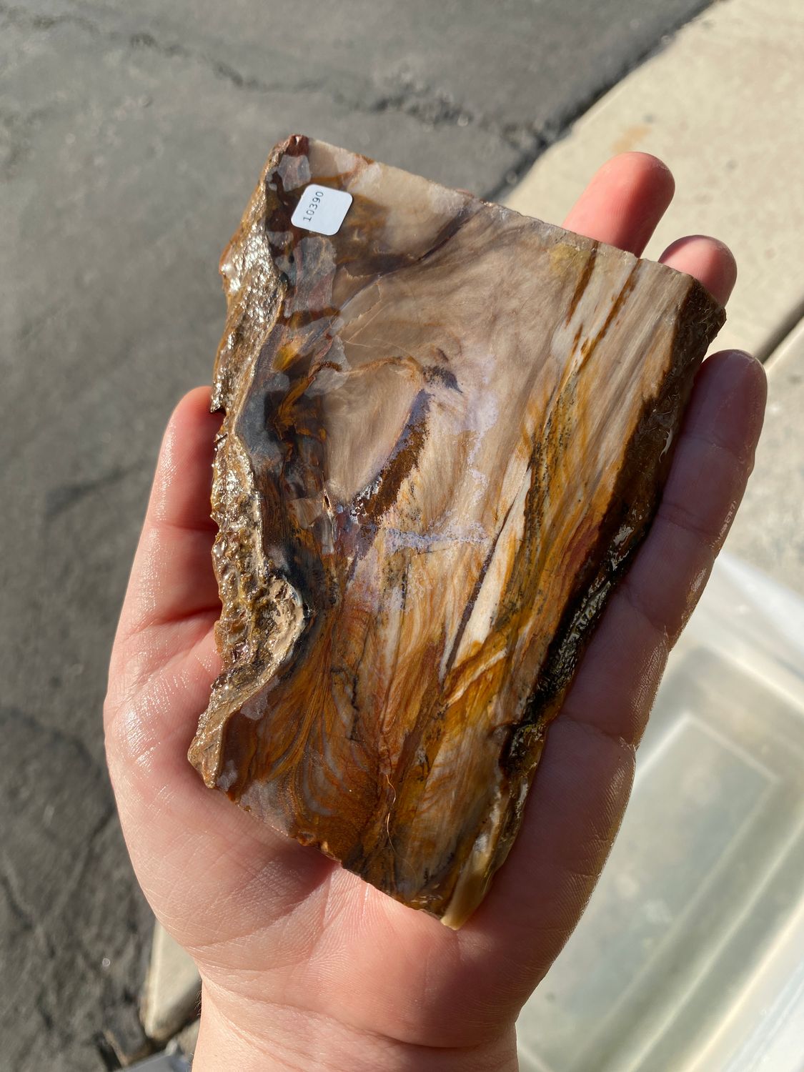Petrified Wood Slab