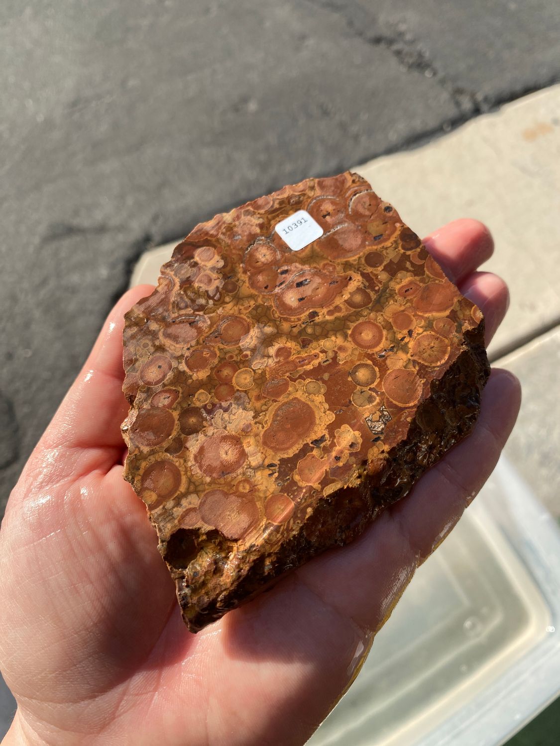 Birds Eye Rhyolite Slab