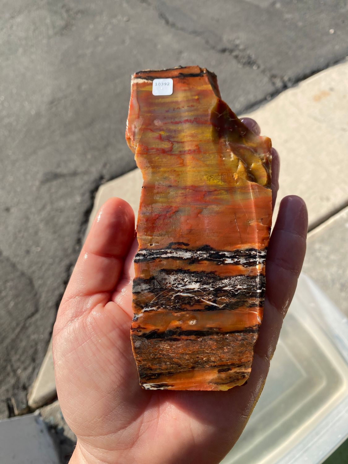 Arizona Petrified Wood