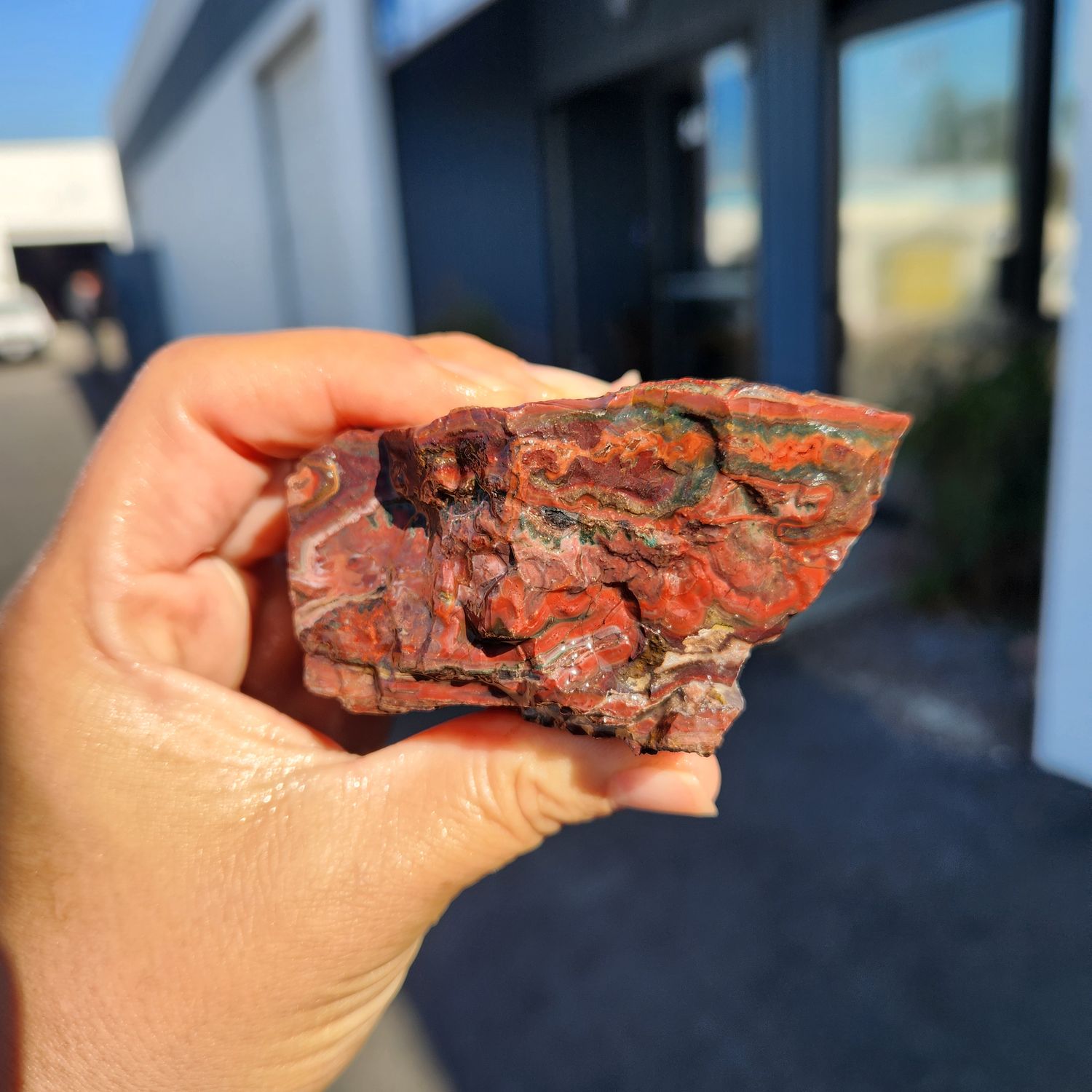 Lone Juniper Jasper Rough Lot