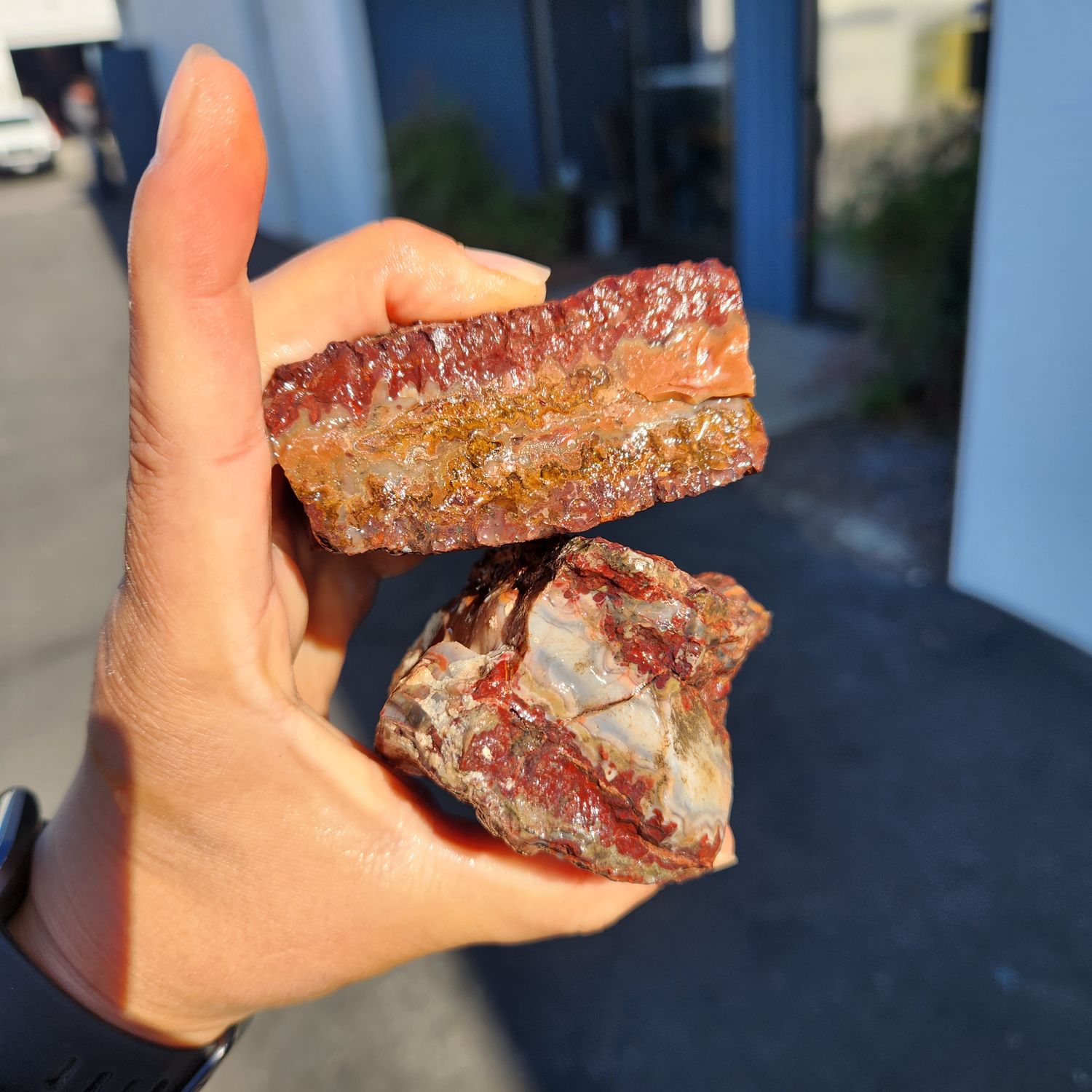 Lone Juniper Jasper Rough Lot