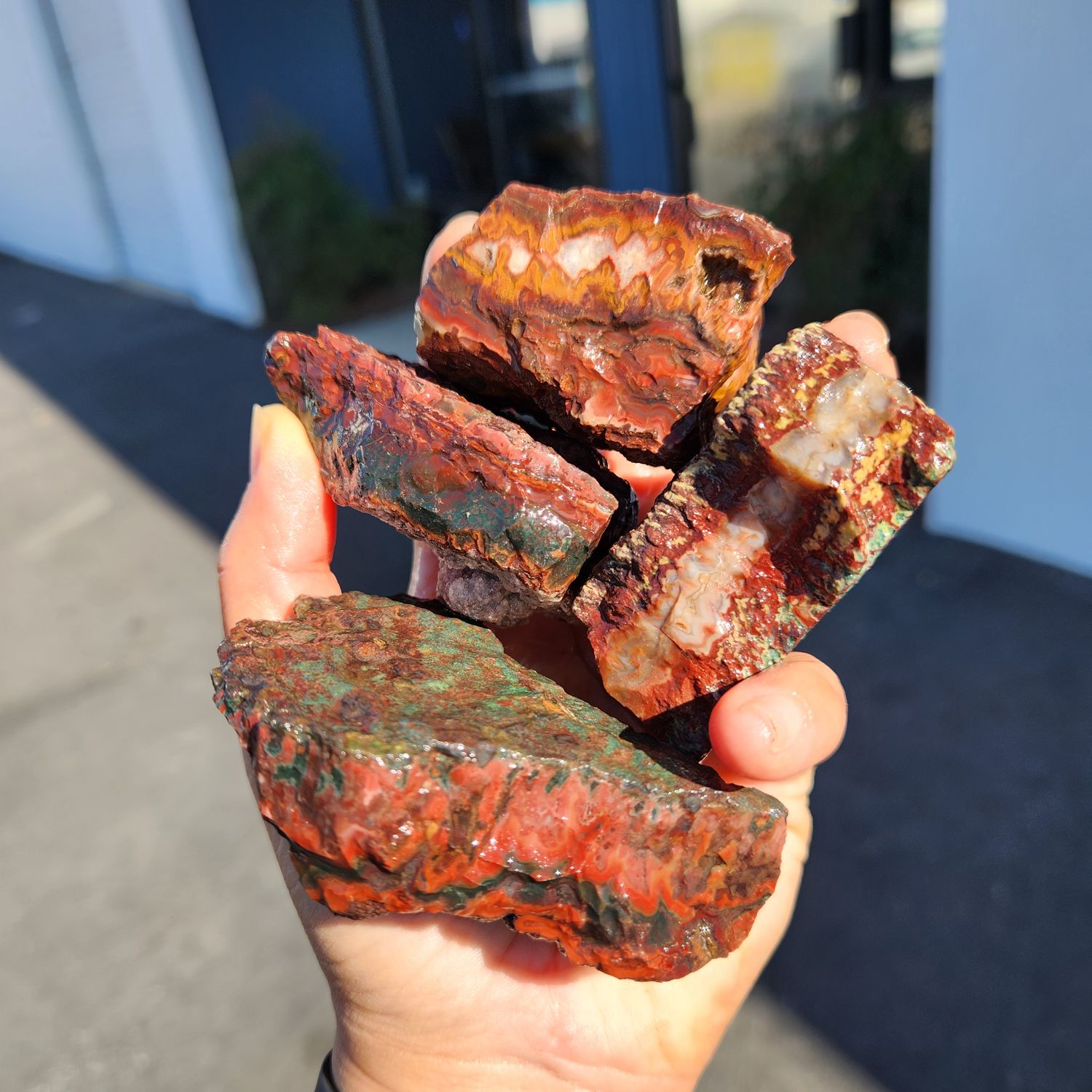 Lone Juniper Jasper Rough Lot