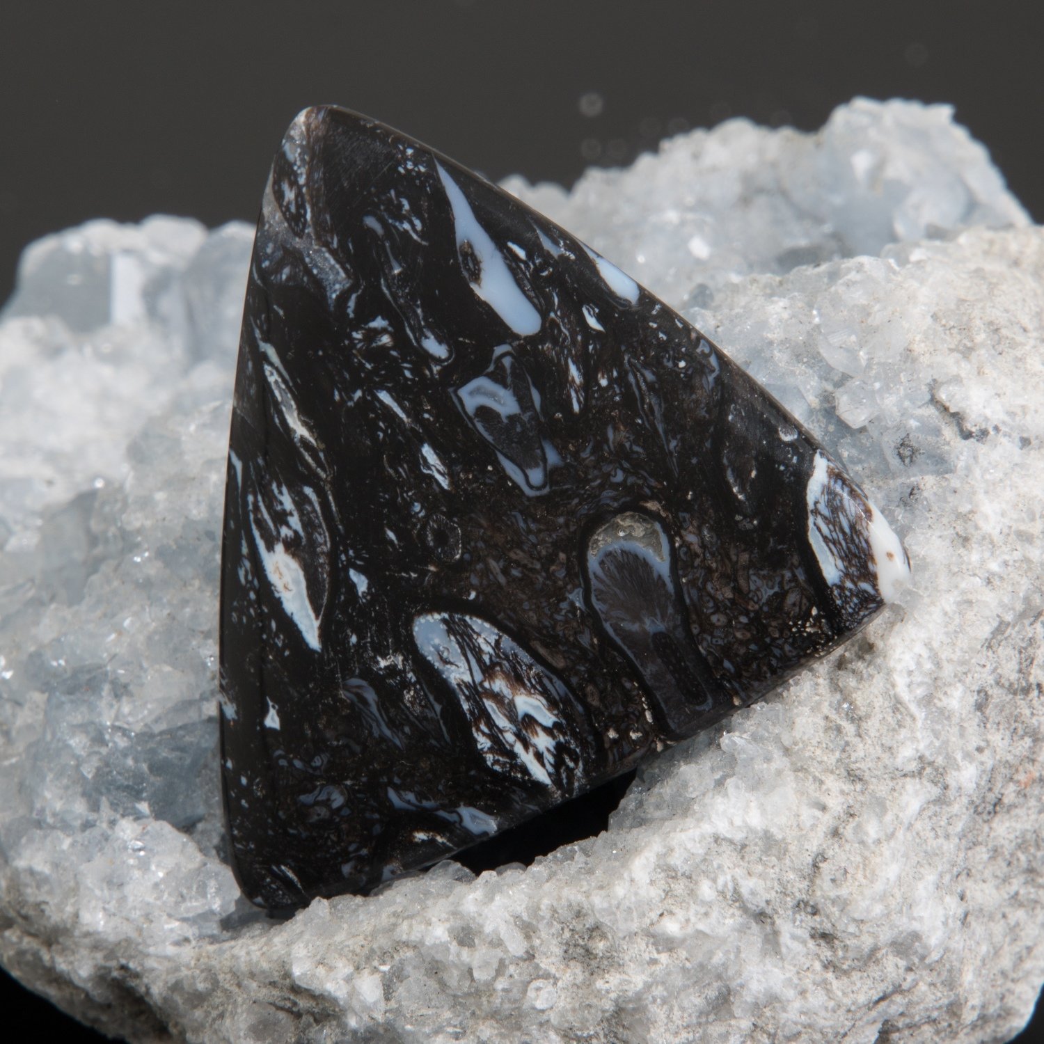 Indonesian Black Palm Root Cabochon