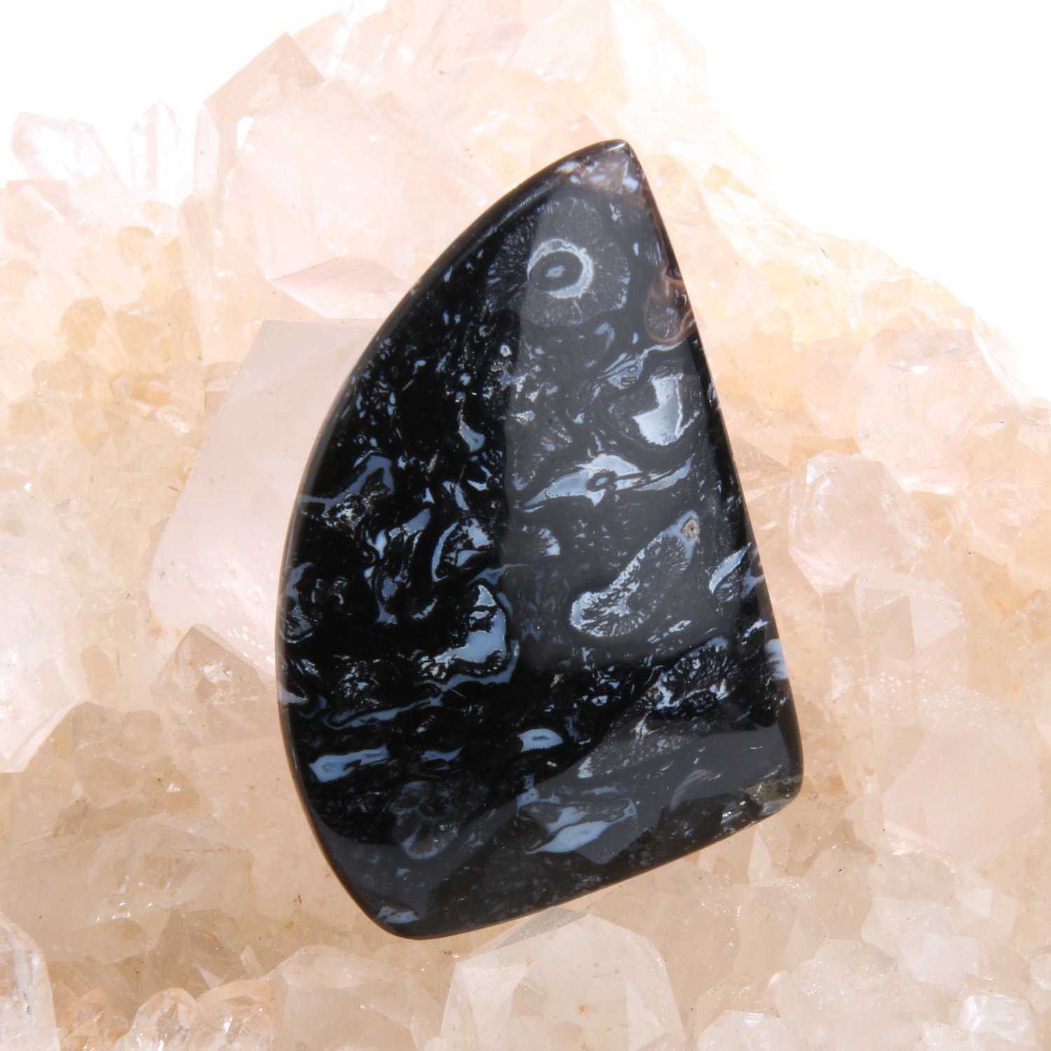 Black Palm Root Cabochon