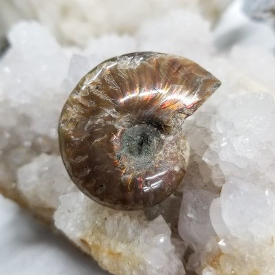 Fossils