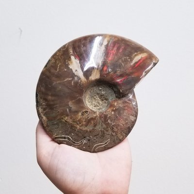 Polished Opalized Ammonite Fossil Polished Opalized Ammonite Fossil