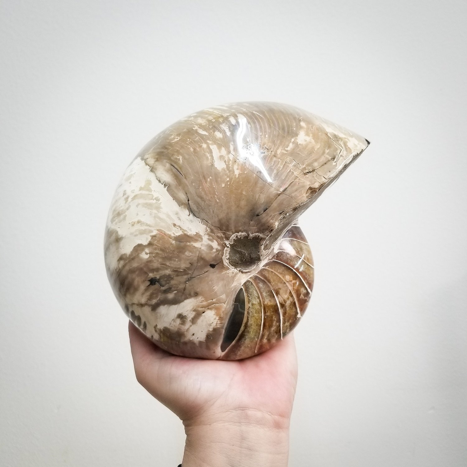 Large Nautilus Fossil
