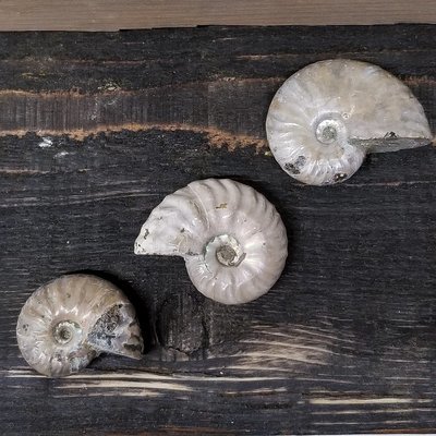 Unpolished Ammonite Fossils - Pack of 3 Unpolished Ammonite Fossils - Pack of 3
