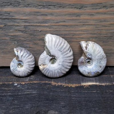 Unpolished Ammonite Fossils - Pack of 3 Unpolished Ammonite Fossils - Pack of 3