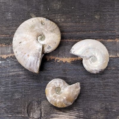 Unpolished Ammonite Fossils - Pack of 3 Unpolished Ammonite Fossils - Pack of 3