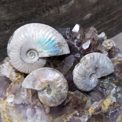 Unpolished Ammonite Fossils - Pack of 3 Unpolished Ammonite Fossils - Pack of 3