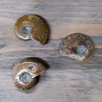 Polished Ammonite Fossils - Pack of 3