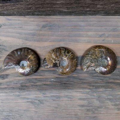 Polished Ammonite Fossils - Pack of 3 Polished Ammonite Fossils - Pack of 3