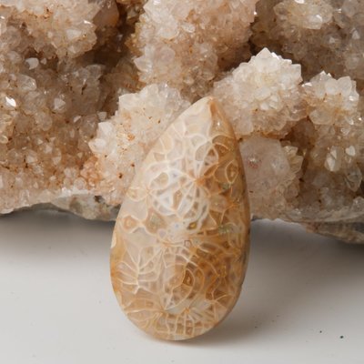 Indonesian Fossil Coral Cabochon